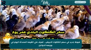 هبوط جديد في سعر الكتكوت الأبيض.. تعرف على القيمة المحدثة اليوم في بورصة الدواجن
